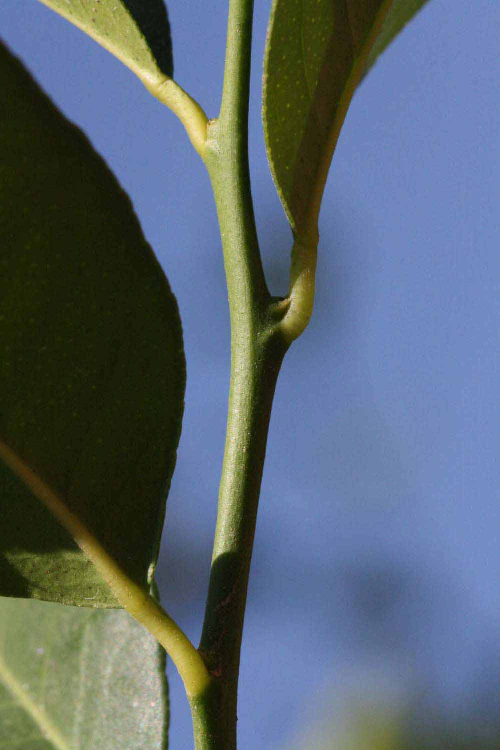            First year twig (Riverside, CA)   